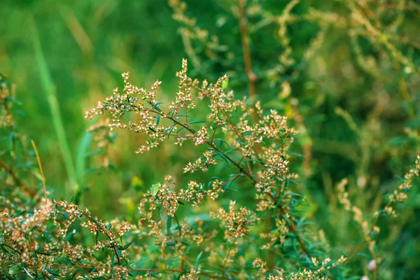 Ragweed oder Ambrosia-Plantpollen sind berüchtigt für Allergien — Stockfoto