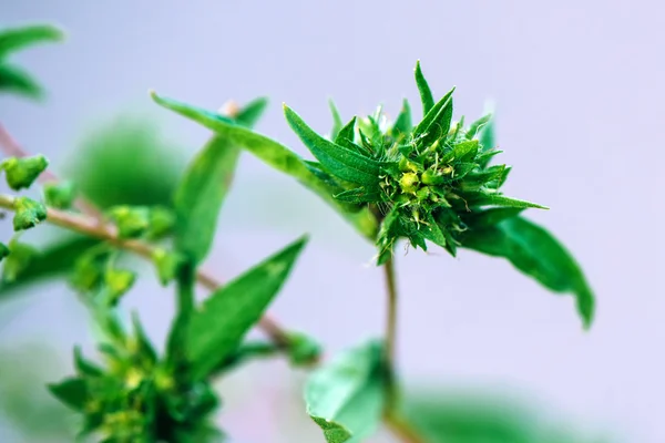 Ragweed ou ambrosia plantpollen é notório por causar alérgenos — Fotografia de Stock