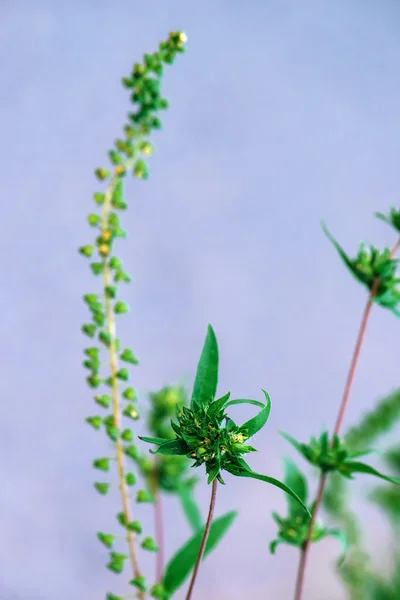Ragweed o ambrosia plantpolen es notorio por causar alergi —  Fotos de Stock