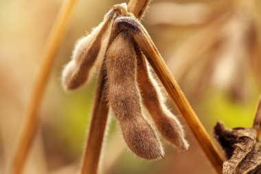 Olgun soya bakla yakın çekim