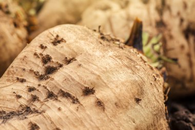 Hasat şeker pancarı kırpma kök kazık