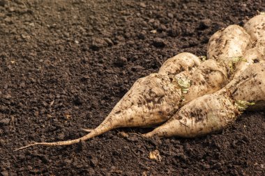 Hasat şeker pancarı kırpma kök kazık