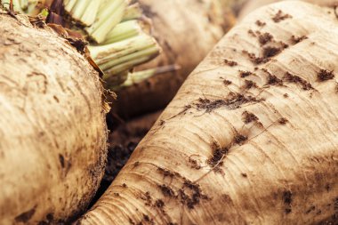 Hasat şeker pancarı kırpma kök kazık