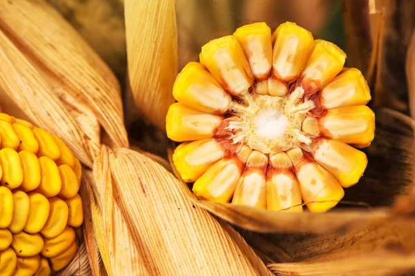 Corn ob with grains cross section — Stock Photo, Image