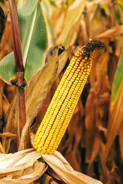 Corn ear on stalk — Stock Photo, Image