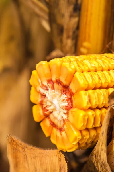 Corn ob with grains cross section — Stock Photo, Image