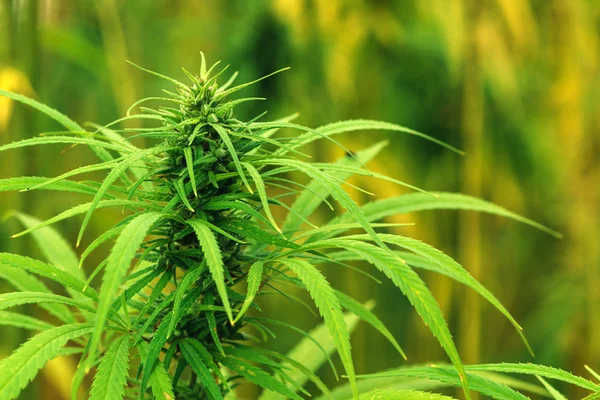 Культивированная промышленная марихуана конопля в поле — стоковое фото