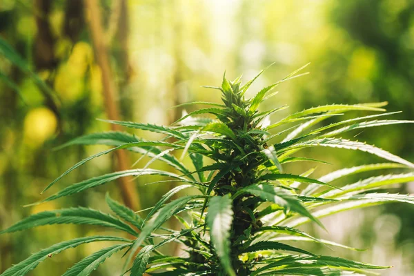 Odlade industriella marijuana hampa i fältet — Stockfoto