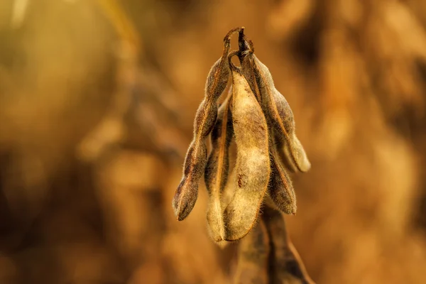 Ripe soybean pods close up — Stock Photo, Image