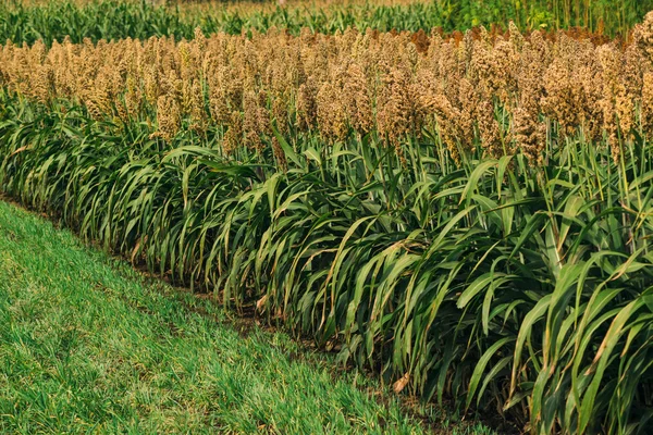 Campo coltivato di sorgo — Foto Stock