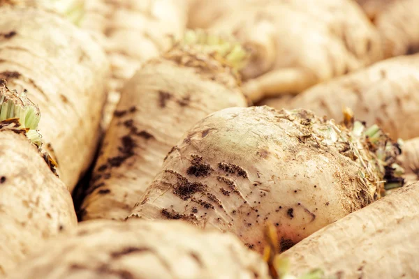 Harvested sugar beet crop root pile — Stock Photo, Image