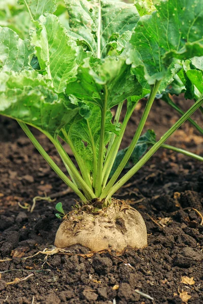 Upraw korzeń buraka cukrowego — Zdjęcie stockowe