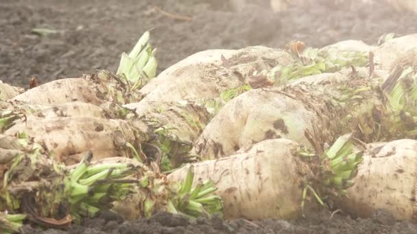 Pila de raíz cosechada de remolacha azucarera — Vídeo de stock