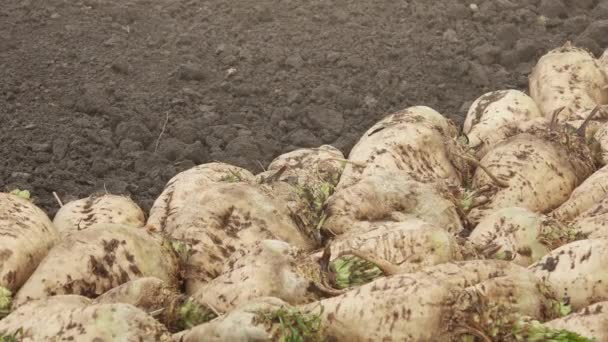 Pila de raíz cosechada de remolacha azucarera — Vídeos de Stock