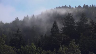 Bulut dağ orman içinde yaz sabahı sisli sis