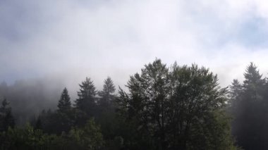 Bulut dağ orman içinde yaz sabahı sisli sis