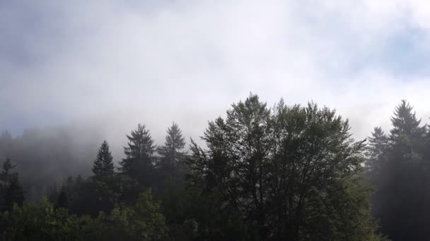 Párás nyári reggelen köd felhő hegyi erdő — Stock videók