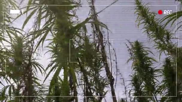 Imágenes falsas de cámaras policiales de plantación ilegal de marihuana — Vídeos de Stock