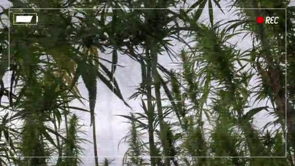 Valse politie cameralengte van illegale marihuana plantation — Stockvideo