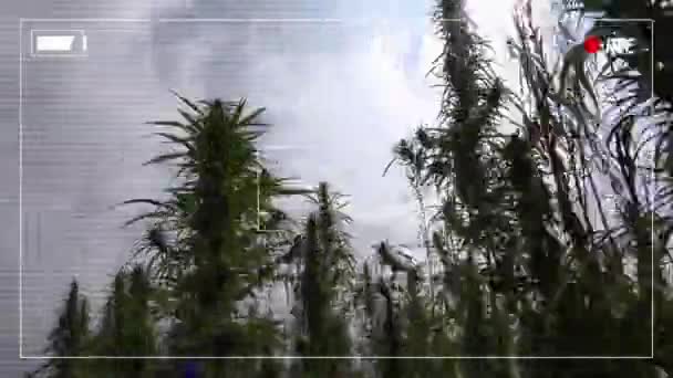 Valse politie cameralengte van illegale marihuana plantation — Stockvideo