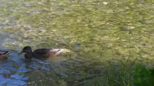 Canards dans la rivière 