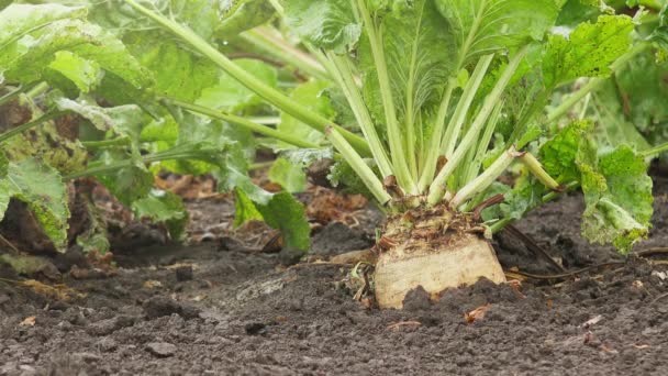 Upraw korzeń buraka cukrowego — Wideo stockowe