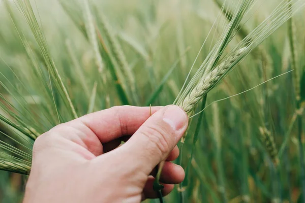 Agronomen Undersöker Örat Korn Gröda Fält Närbild Hand Håller Hordeum — Stockfoto