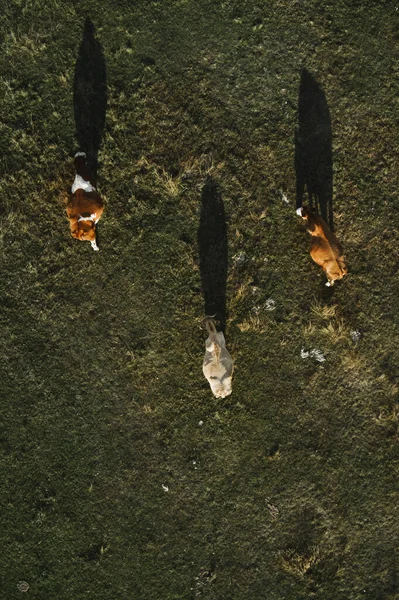 Drie Koeien Grazen Weiland Werpen Schaduw Het Grasveld Vanuit Lucht — Stockfoto