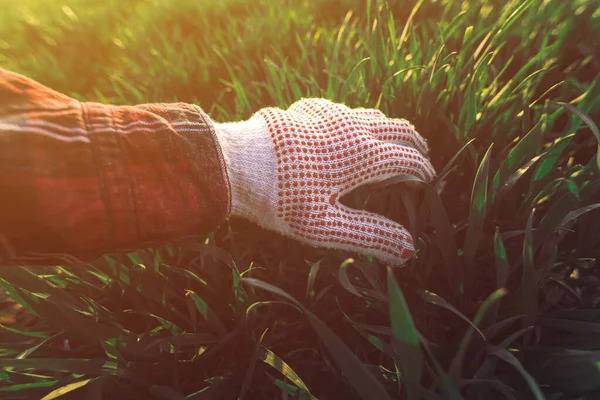 Landbouwer Die Tarwegras Het Veld Aanraakt Ontwikkeling Van Graangewassen Onderzoekt — Stockfoto
