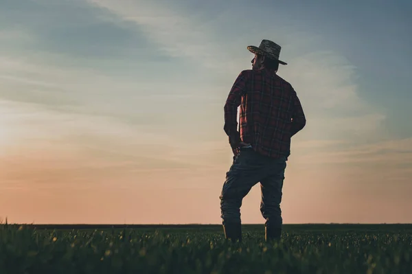 Zadní Pohled Spokojeného Farmáře Pšeničném Poli Hrdý Svůj Úspěch Včetně — Stock fotografie