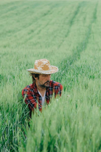 Farmář Kontrolující Vývoj Zelených Pšeničných Plodin Poli Dospělý Agronomista Slaměným — Stock fotografie