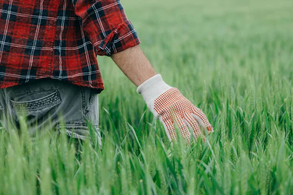 Agronom Geht Durch Grünes Weizenfeld Und Begutachtet Plantage Erwachsener Männlicher — Stockfoto