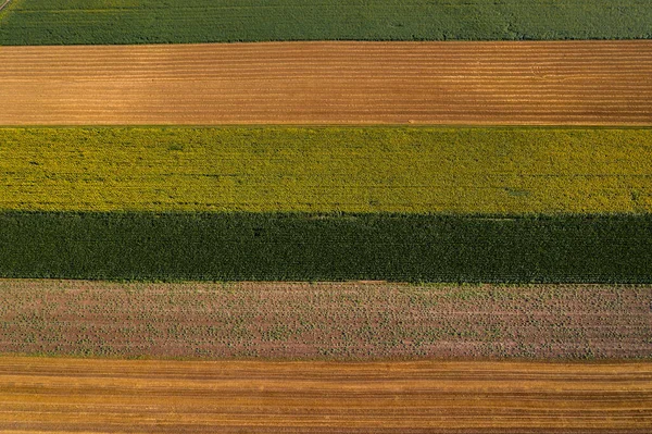 Vista Aérea Campos Agrícolas Cultivados Campo Partir Pontos Vista Drone — Fotografia de Stock