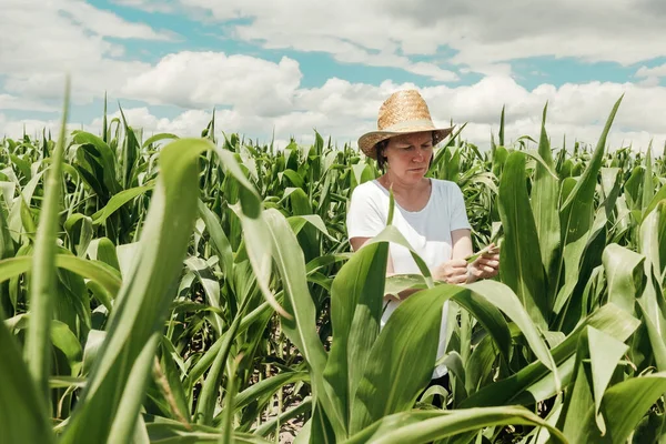Agricultora Agrónoma Examinando Las Plantas Maíz Verde Inmaduras Campo Cultivado —  Fotos de Stock