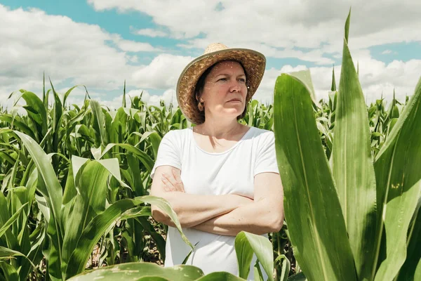 Agricoltrice Che Osserva Campo Mais Verde Estate Agronomo Donna Con — Foto Stock