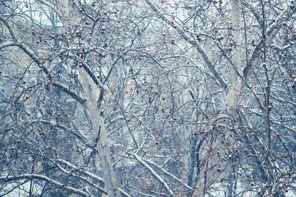 Soğuk Kış Gününde Parkta Kar Yağıyor — Stok fotoğraf