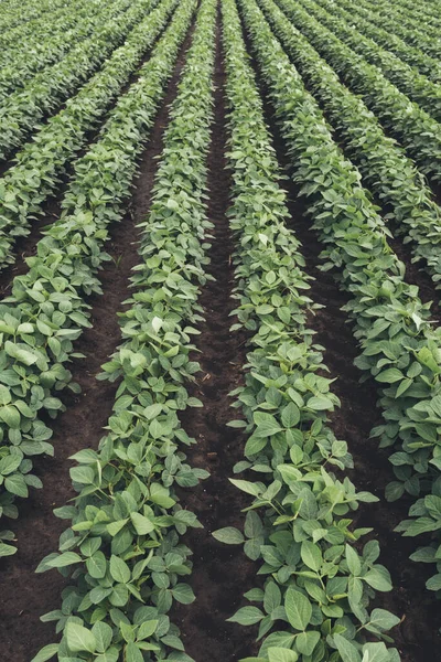 Linhas Culturas Soja Cultivadas Campo Perspectiva Decrescente — Fotografia de Stock