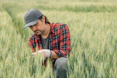 Sorumlu buğday çiftçisi tarımsal tarım tarlalarındaki tahıl mahsullerinin kalitesini denetliyor. Bitkilerin gelişimini analiz eden tarım işçisi, seçici odaklanma.