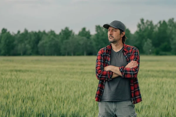 Granjero Trigo Agrónomo Pie Cultivos Cereales Cultivados Campo Agrícola Con —  Fotos de Stock