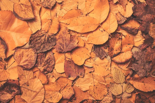 Gedroogde Herfst Bladeren Textuur Plat Lag Top Uitzicht Herfst Seizoen — Stockfoto