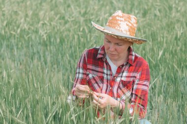 Kadın tarımcı çiftçi tarlada yeşil arpa kulaklarının gelişimini inceliyor, kadın tarımcı mısır tarlasında çalışıyor, seçici odaklı.