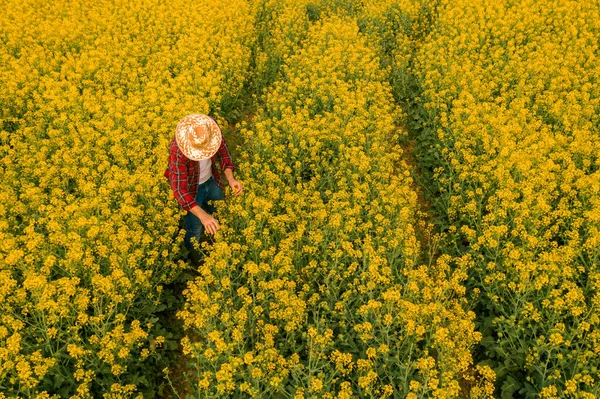 Aerial View Farmer Examining Blooming Rapeseed Field Farm Worker Drone — Stock Photo, Image