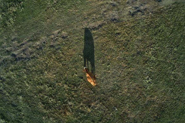 牧草地での牛の放牧や芝生のフィールドに影を投げ 直接上記の空中ビュー — ストック写真