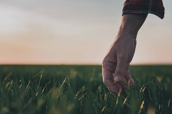 コムギ畑のコムギ植物を調べる農家 緑の穀物の芽に触れる手の近く 選択的な焦点 — ストック写真