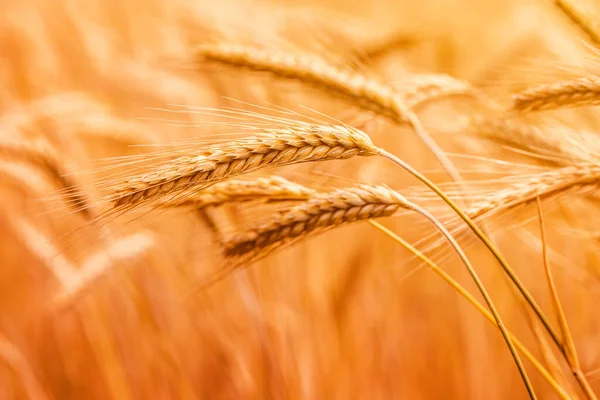 Ripe Barley Crops Cultivated Field Selective Focus — Stock Photo, Image