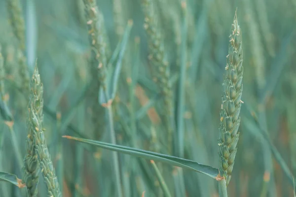 Testa Grano Verde Awnless Campo Fuoco Selettivo — Foto Stock