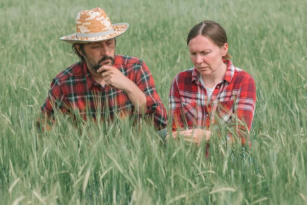 Agricultores Agrônomos Examinando Desenvolvimento Orelhas Cevada Verde Campo Mulher Homem — Fotografia de Stock