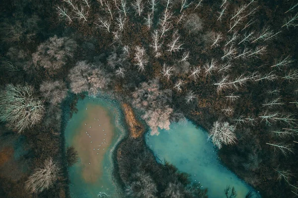 Αεροφωτογραφία Της Λίμνης Ξήρανσης Απομονωμένη Δασώδη Περιοχή Κρύο Πρωινό Του — Φωτογραφία Αρχείου