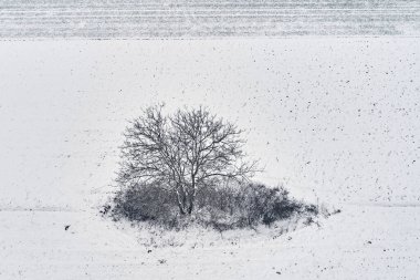Soğuk kış sabahı karla kaplı tarladaki yalnız ağacın havadan görünüşü, İHA pov yüksek açılı fotoğrafçılık