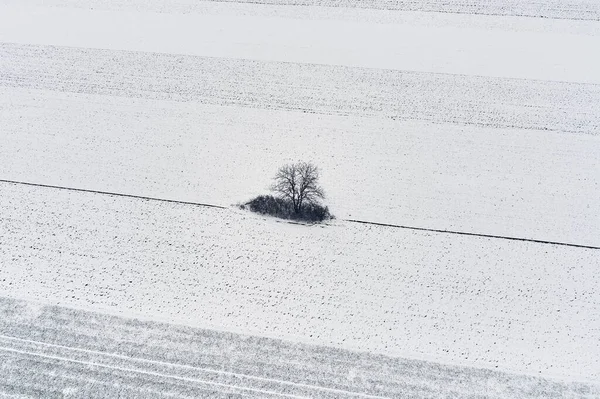 Vue Aérienne Arbre Solitaire Dans Champ Recouvert Neige Matin Froid — Photo